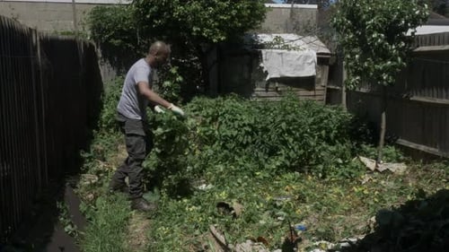 Minorité ethnique mâle adulte arrachant le liseron dans le jardin arrière. Verrouillé