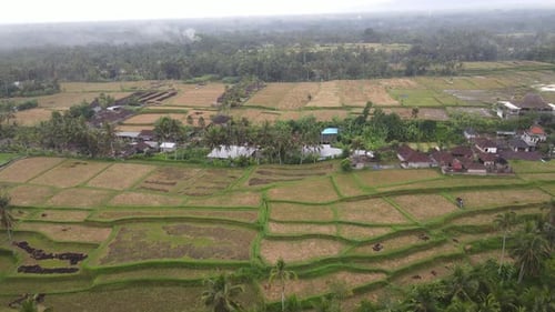Aerial view of morning in rice field Bali in traditional village
