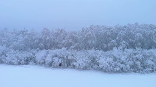 Frozen spruce at dusk