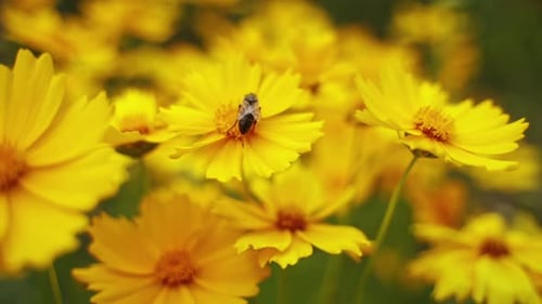 Bee harvesting pollen from flower. Background with beautiful yellow flowers, close up