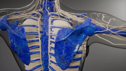 3D Animation of Human Nervous System and Skeletal Structure