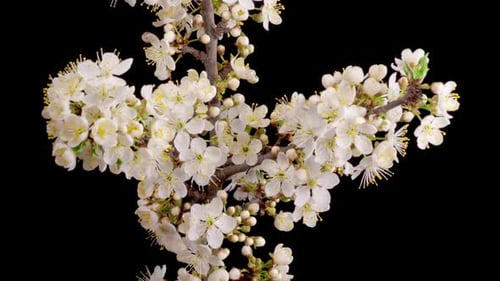 Flor de
cerezo. Flores blancas florecen en las ramas del cerezo.