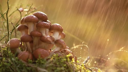 Armillaria Mushrooms of Honey Agaric In a Sunny Forest in the Rain.