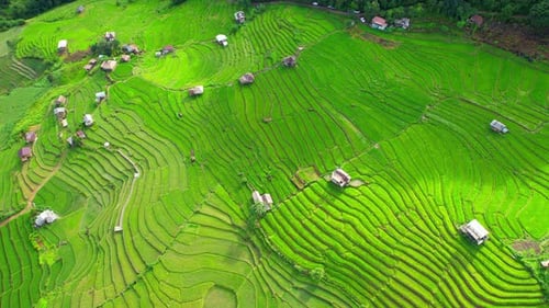 Drone sobrevoando um campo de terraços de arroz verde na zona rural