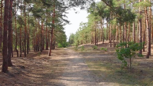 Footpath In Forest