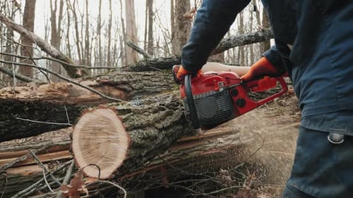 A Felled Tree Trunk Is Sawn By a Lumberjack, Close-up