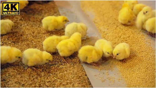 Yellow Baby Chicks Peep and Walk on Straw