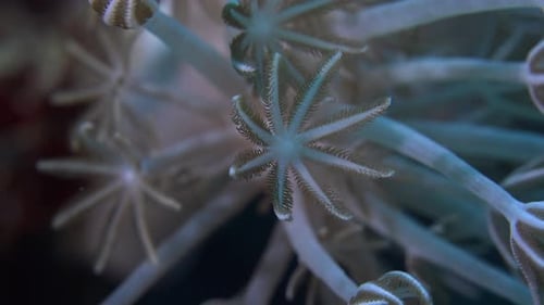 Close-Up of Soft Coral Reef in Tropical Ocean