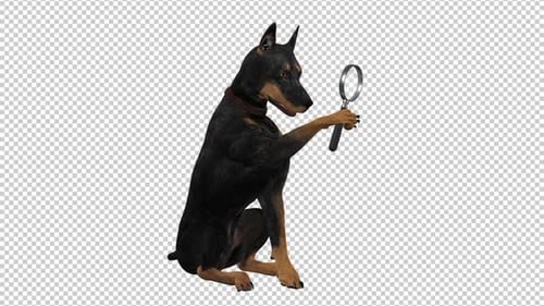 Doberman Pinscher with Magnifiyng Glass - Transparent Loop