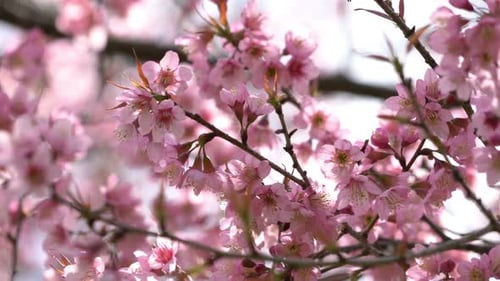 Pink Cherry Blossoms Blooming in Springtime