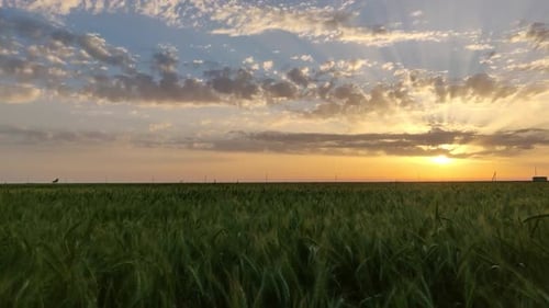 Un gran campo de trigo verde y una hermosa puesta de sol. Puesta de sol sobre trigo