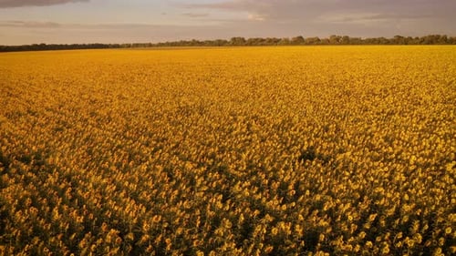 Evening Field With Blooming Sunflowers 20