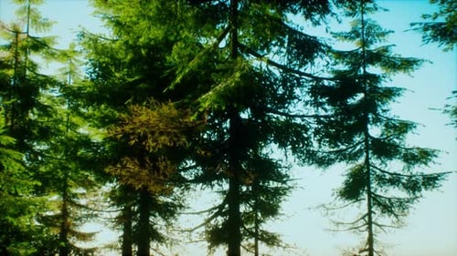 Green Cone Trees in Bright Sun Light