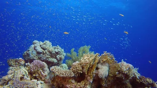 Underwater Sea Coral Reef
