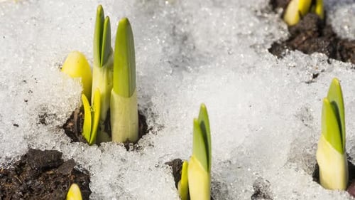 Green Sprouts Emerging Through Melting Snow in Spring