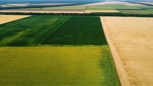 Panoramic View Sunflower Field Big Yellow Wheat Field and Fields with Other