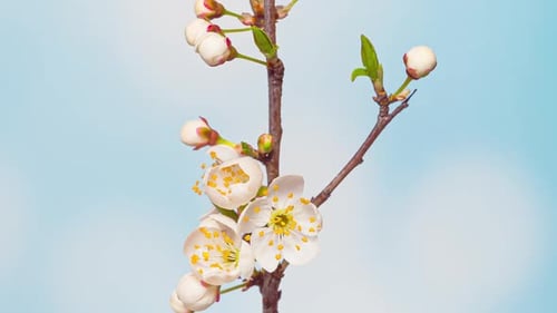 Time Lapse of Flowering Cherry Flowers