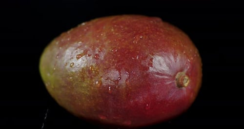 One Ripe Mango Falling Water Drops.