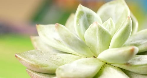 Plante de plantes succulentes vertes en rotation