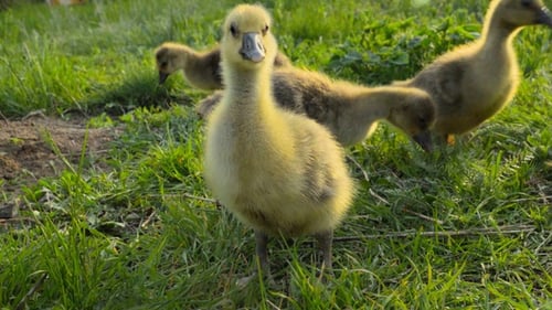 Kleine Gänschen fressen Gras auf einer traditionellen Geflügelfarm aus Freilandhaltung