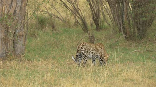 Leopard eating