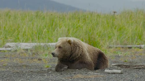 Resting Grizzly Bear in Green Grassy Habitat