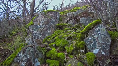 Mosscovered Rocks in Gloomy and Mysterious Forest
