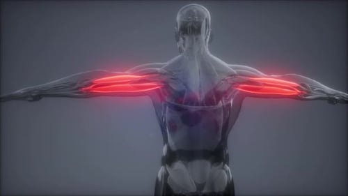 Human Body Arm Muscles Anatomy Animation with Red Highlight