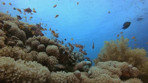 Colorful Fish Swim Around a Vibrant Coral Reef