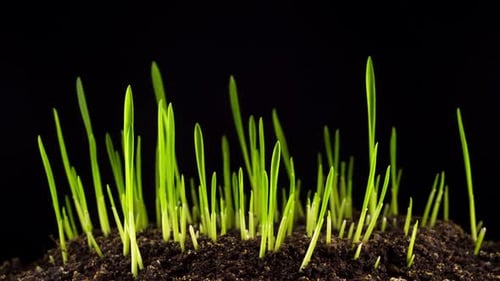 Growth of Fresh New Green Grass. Time Lapse