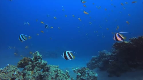 Tropical Underwater Bannerfish Reef
