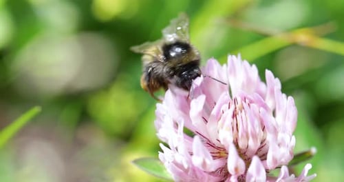Bee Pollinating Pink Flower in Natural Setting