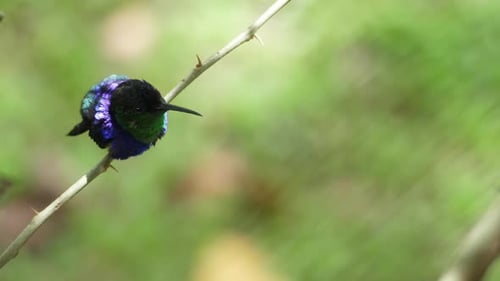 Gekrönter Waldnymphenvogel in seinem natürlichen Lebensraum im Wendekreis