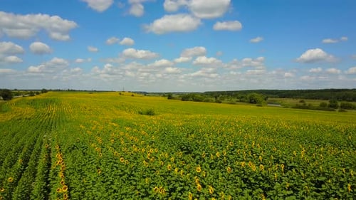 Blühendes Sonnenblumenfeld