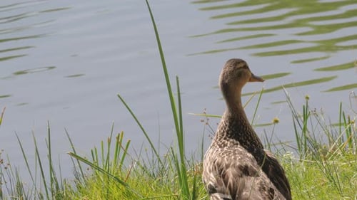 Stockente am Ufer des Sees in Arizona