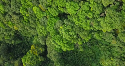 Overhead drone view of hill and forest in tropical country Indonesia. variety of plants and vegetati