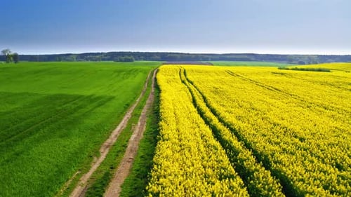 Flying above green and yellow rape fields in the spring, Poland