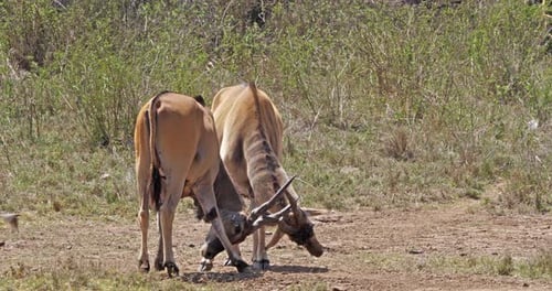 Cape Eland, taurotragus oryx, Males Fighting, Nairobi Park in Kenya, Masai Mara Park in Kenya