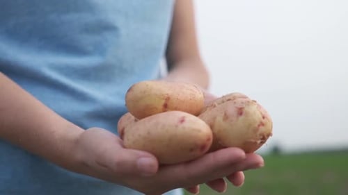 Sur le terrain, un agriculteur détient des pommes de terre biologiques