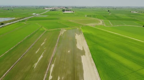 Rice Paddy Agriculture Field