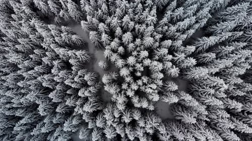 Luftflug über dem Winterwald im Bergtal