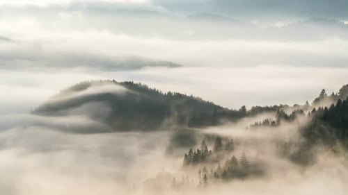Wave of Fog in Misty Forest