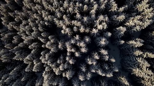 Aerial Top Down Shot of Snow Covered Frozen Pine Trees