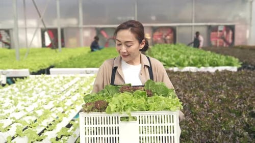 4K Asian woman gardener harvesting and carrying vegetable crate walking in greenhouse garden.