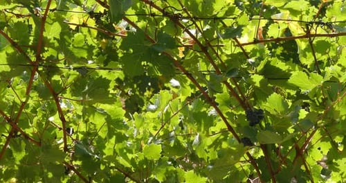 Grape Vine Leaves Growing in a Vineyard