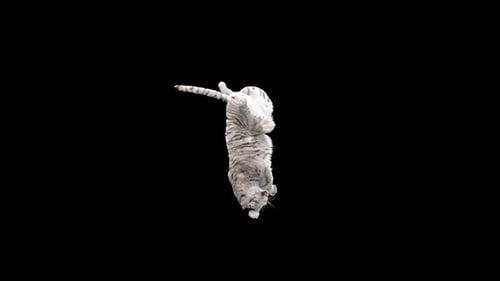 White Tiger Dancing HD