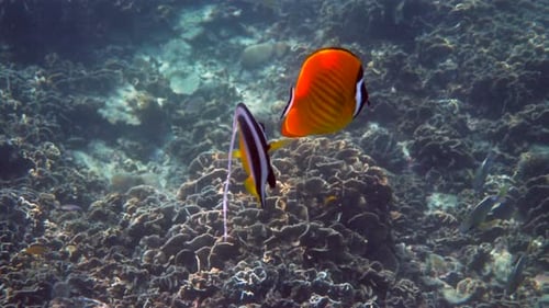 Tropical Fish Swimming Near Coral Reefs