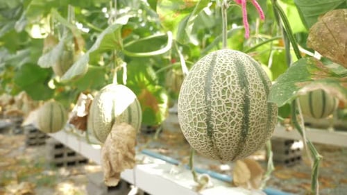 Gros plan de melons qui poussent dans une serre
