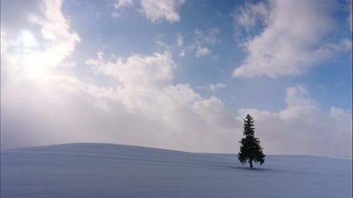 Weihnachtsbaum mit Schnee in der Wintersaison