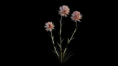 Wachsende Edelsteinblumen